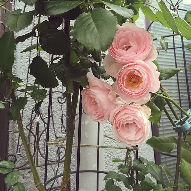 greenroseさんの実例写真