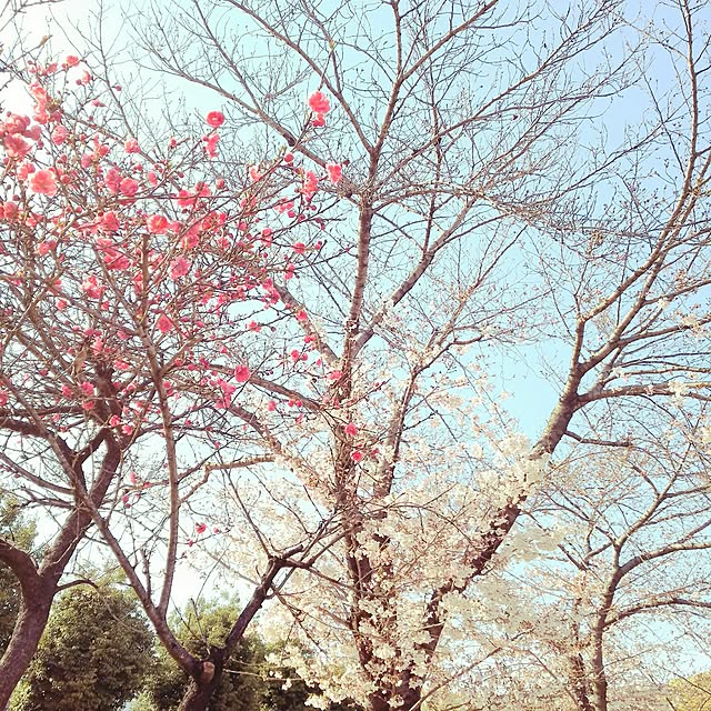 0c.c0さんの実例写真