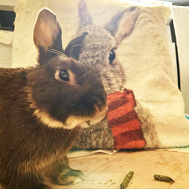 mo-nosukeさんの実例写真