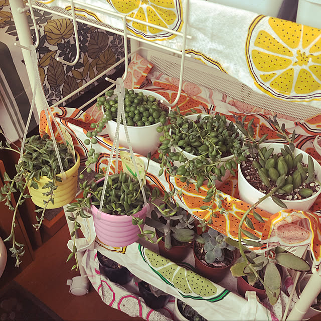 uchidaizuさんの実例写真