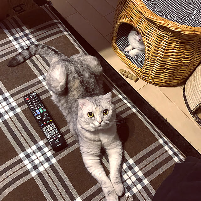 yokkochanさんの実例写真