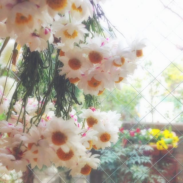 chiekoさんの実例写真