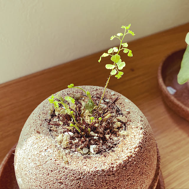 flower8823さんの実例写真