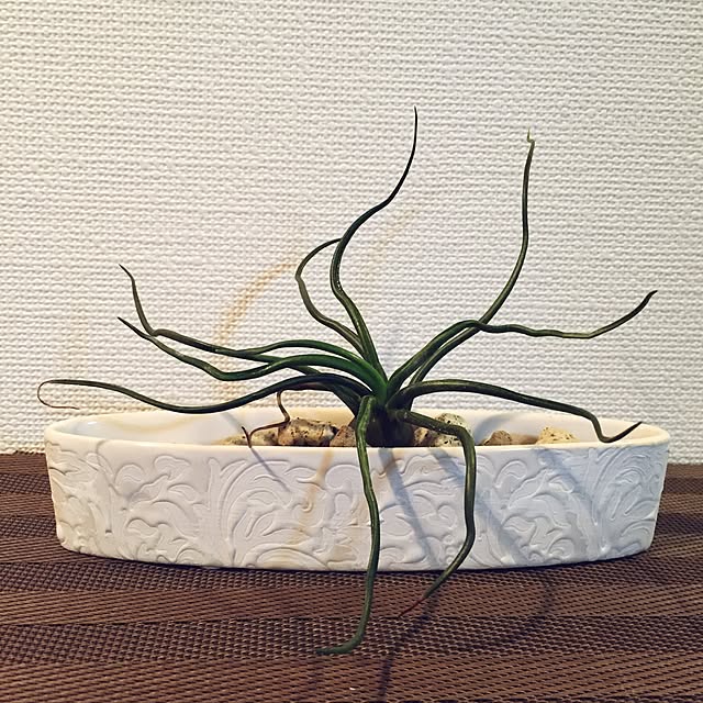 Colineさんの実例写真