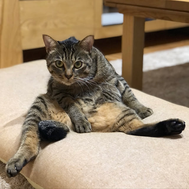 azukiさんの実例写真