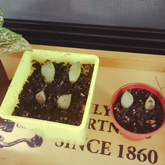 cocoさんの実例写真