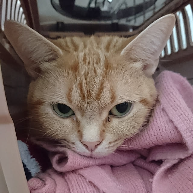 shinobuさんの実例写真