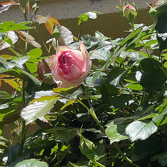 asako.10さんの実例写真
