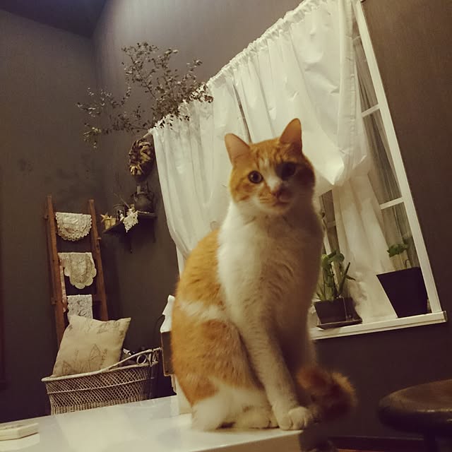 pomponelaさんの実例写真