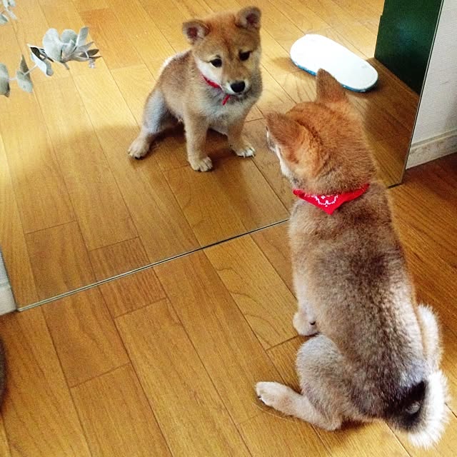 botanさんの実例写真