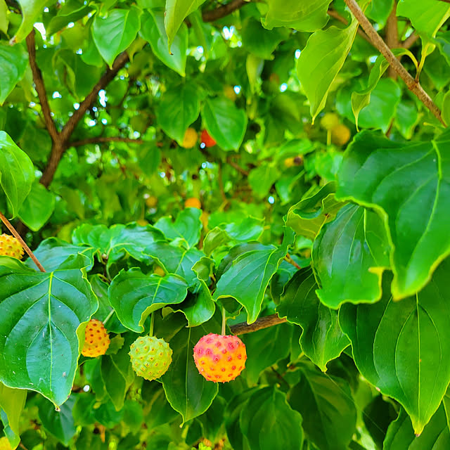 cherrycherryさんの実例写真