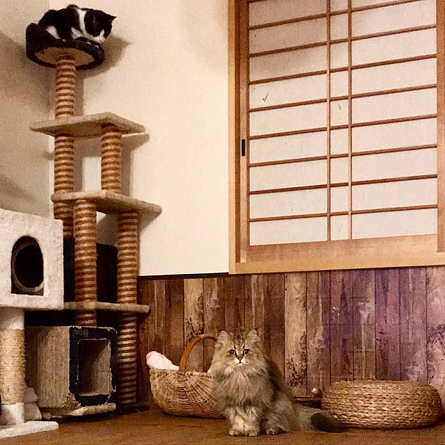butachanさんの実例写真