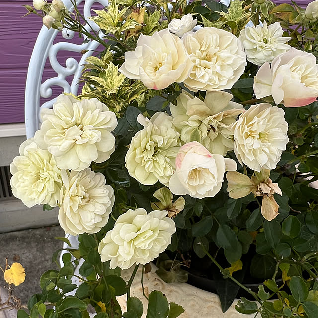 AYUKOさんの部屋