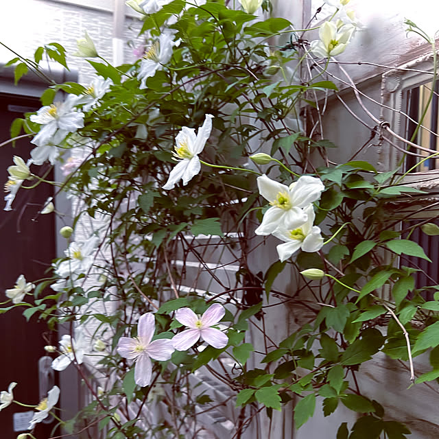 hinamamaさんの部屋