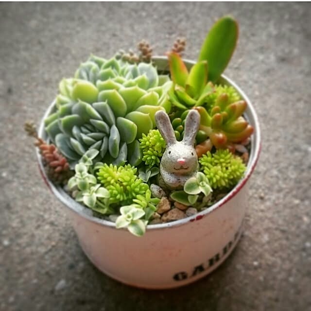 chocoraisinさんの実例写真