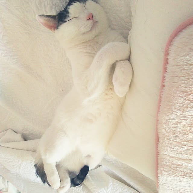 sakuraさんの実例写真