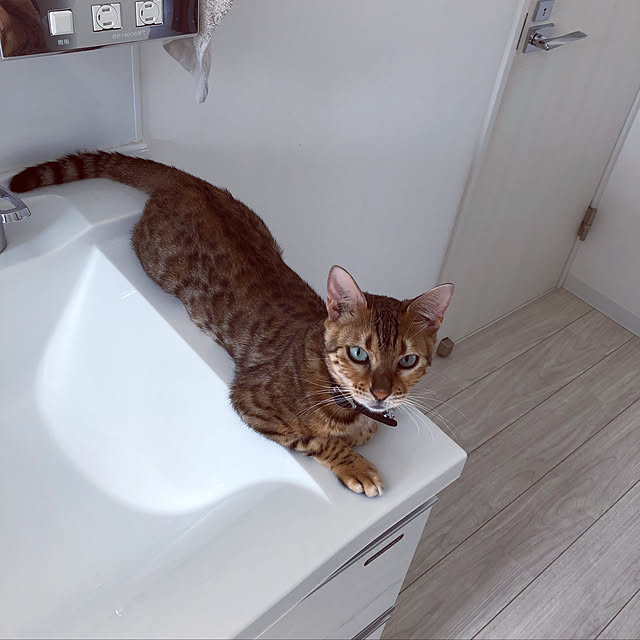 iranさんの実例写真