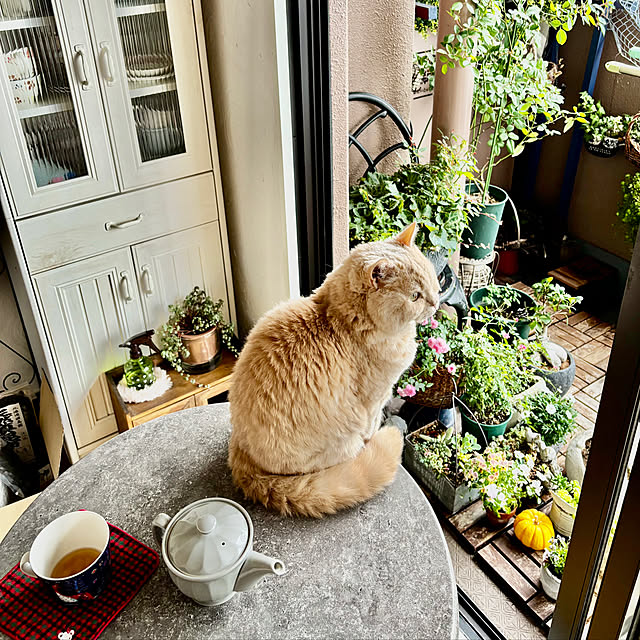 naokoさんの実例写真