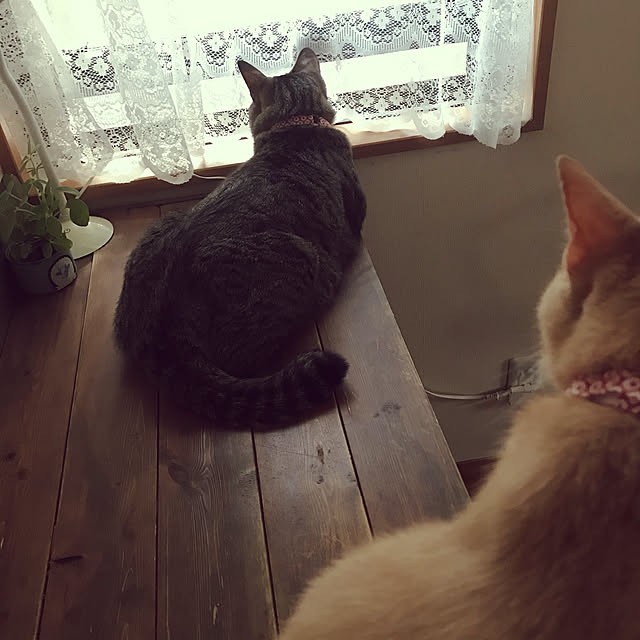 mikan161さんの実例写真