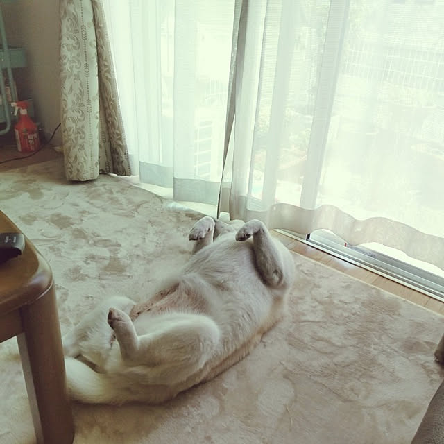 yukinkoさんの実例写真