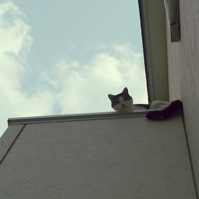 meronさんの実例写真