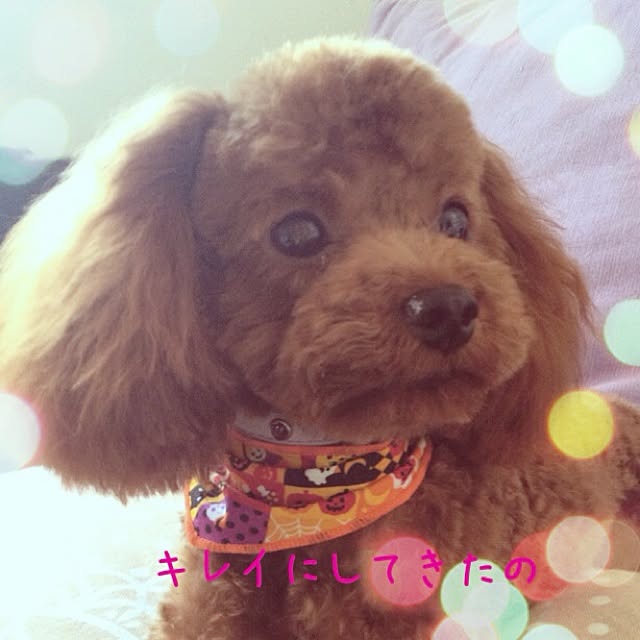cocoさんの実例写真