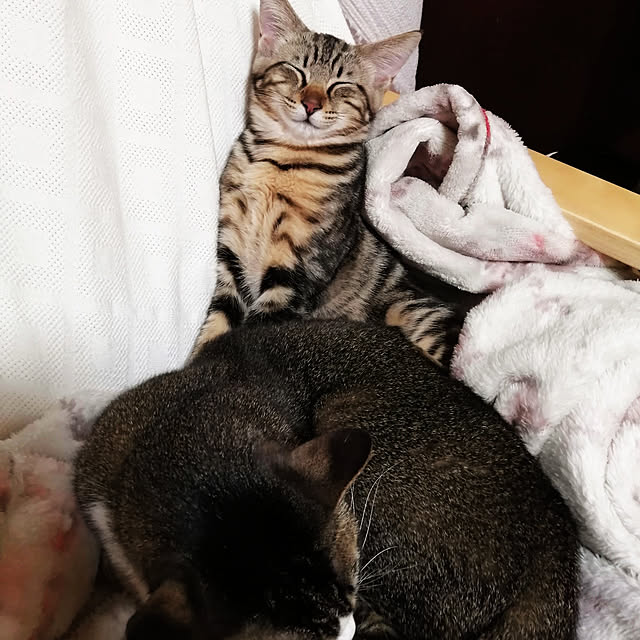 hums_fringeさんの実例写真