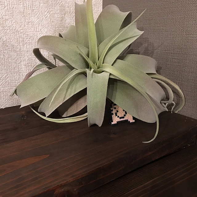 hikiganeさんの実例写真