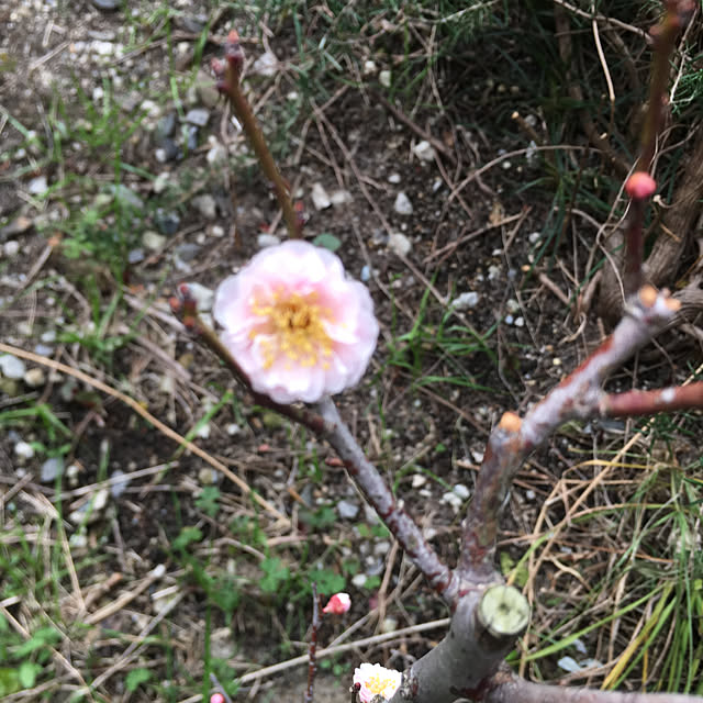 roseさんの実例写真
