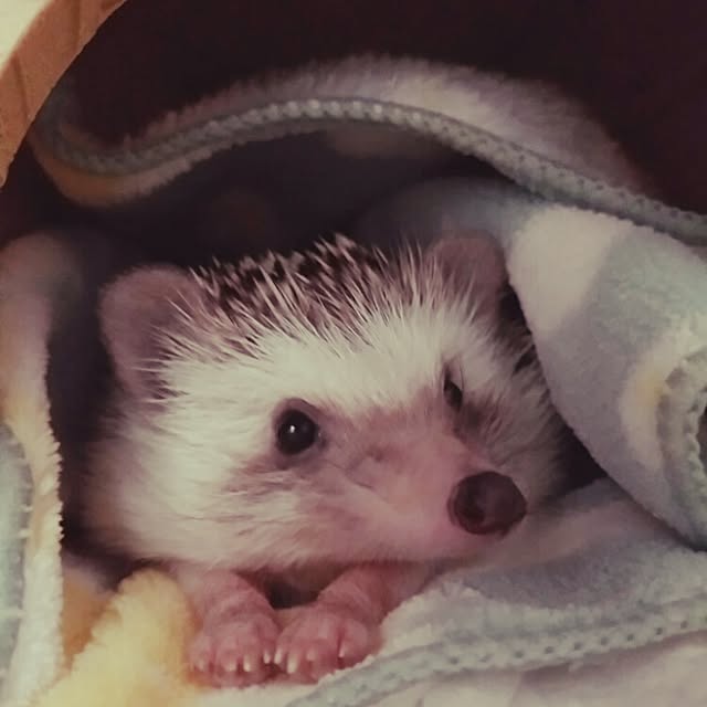 kuruさんの実例写真