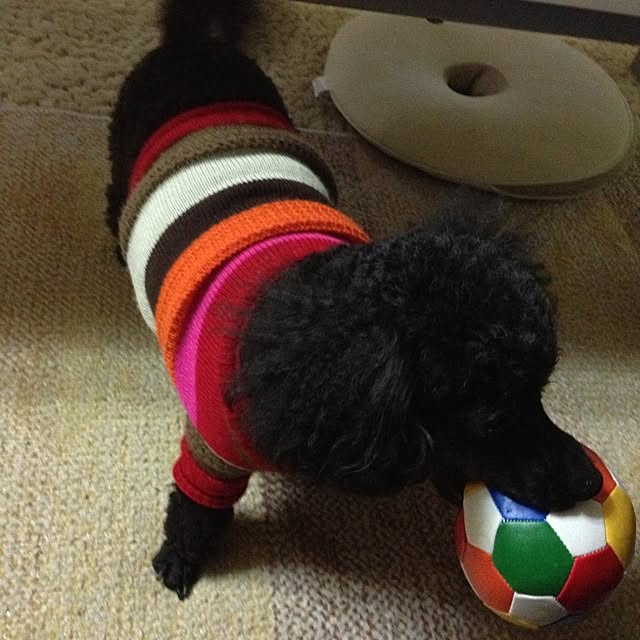 dicekbeetleさんの実例写真