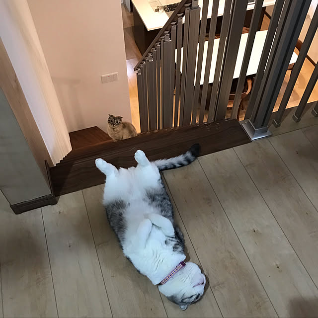 Dahliaさんの実例写真