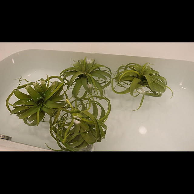 NKGardenさんの実例写真