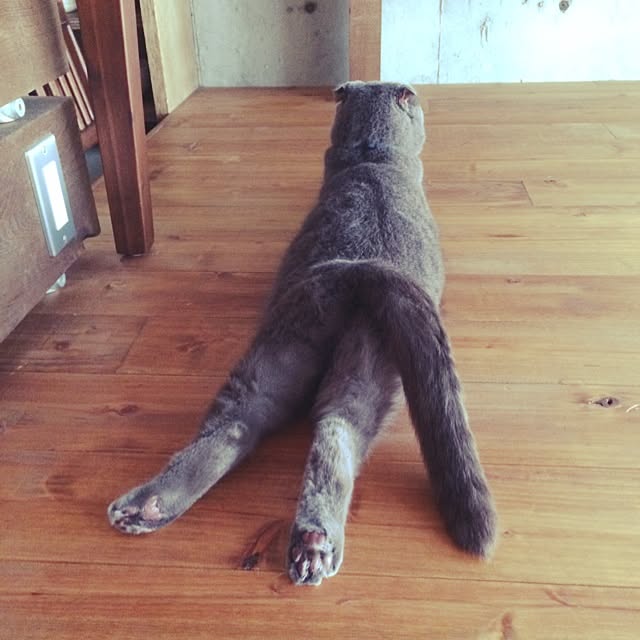 torinokoさんの実例写真