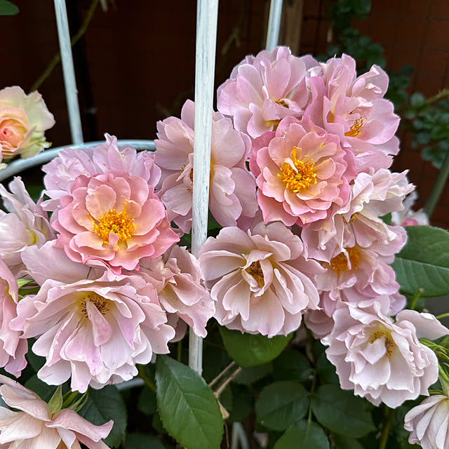RoseLife5818さんの部屋