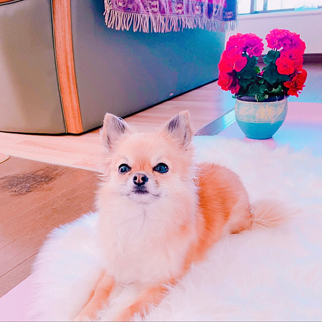 hanaさんの実例写真
