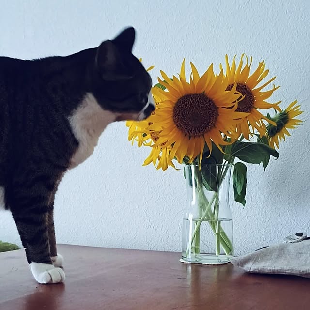 shinoさんの部屋