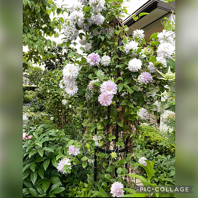 mamizaさんの部屋