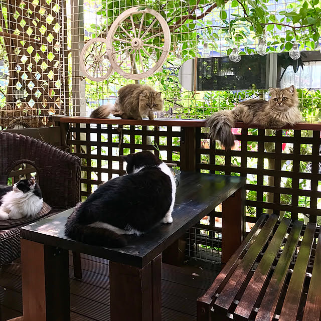 butachanさんの実例写真