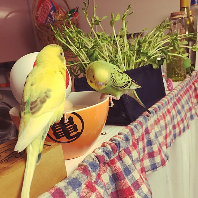 oniyomeさんの実例写真