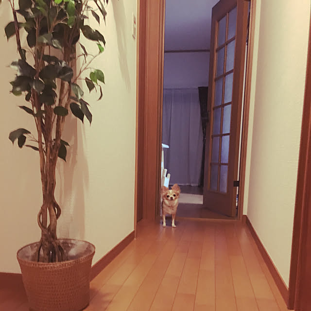 sachifukuさんの実例写真