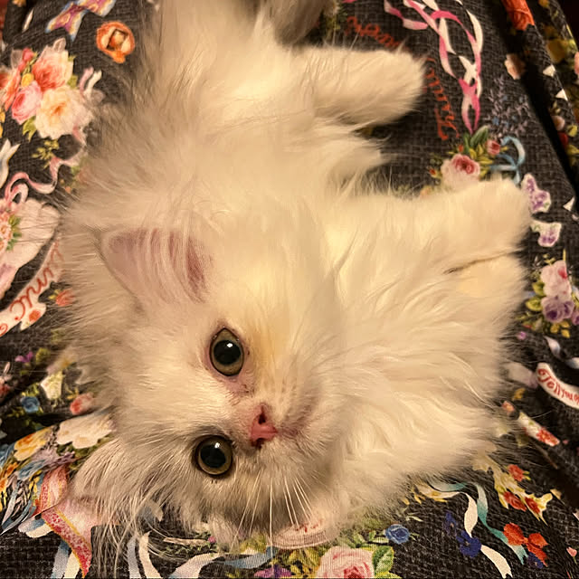 AYUKOさんの実例写真