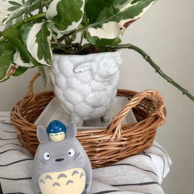 kokedamaさんの部屋