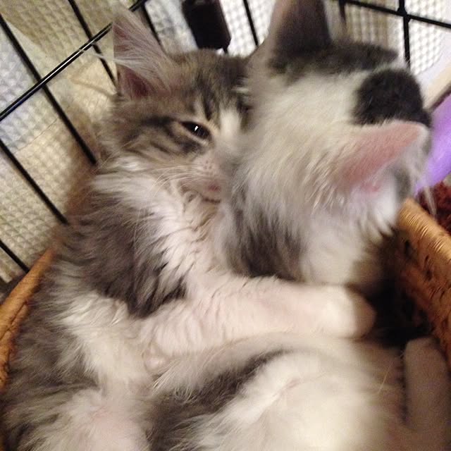 fuuさんの実例写真