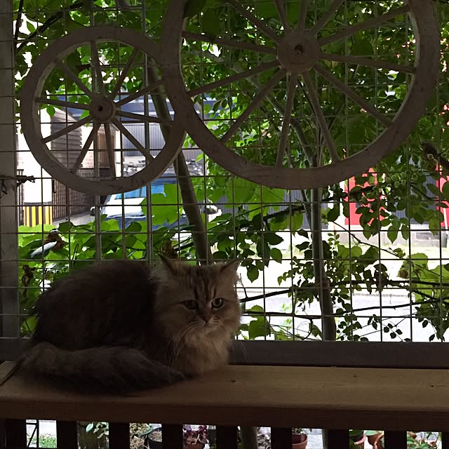 butachanさんの実例写真