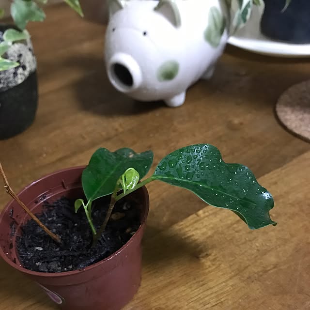 tornadeさんの実例写真