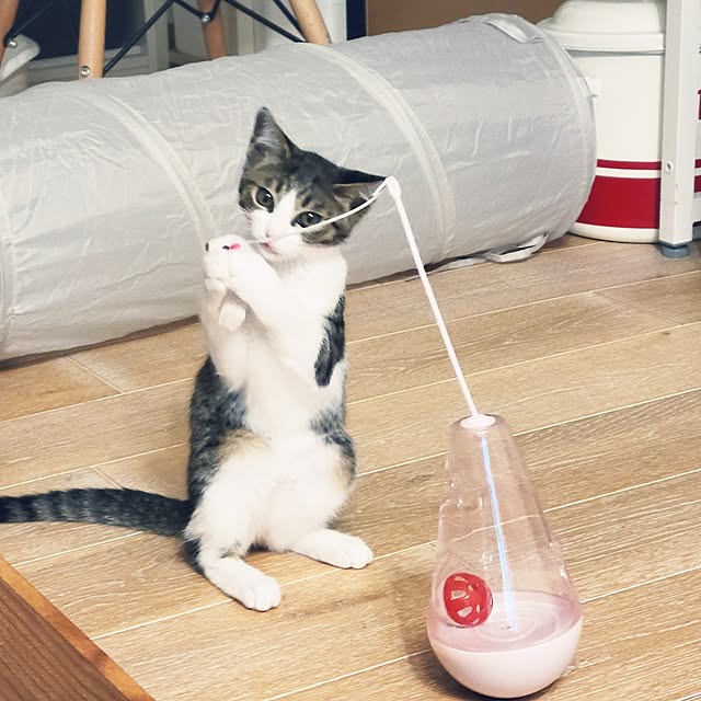 akimameさんの実例写真