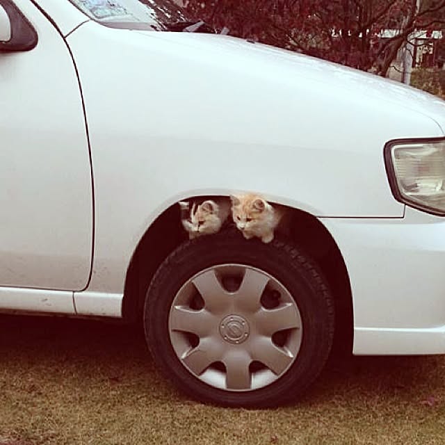 nk0726さんの実例写真