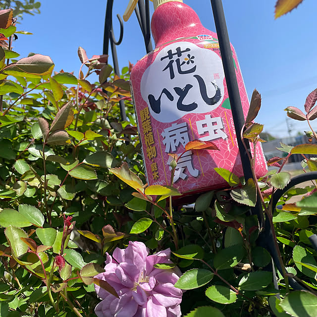 ronronさんの部屋