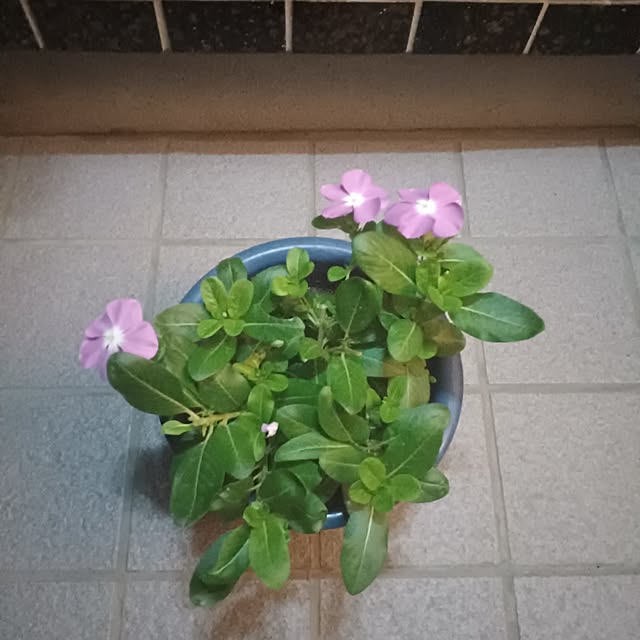 tuushiさんの実例写真